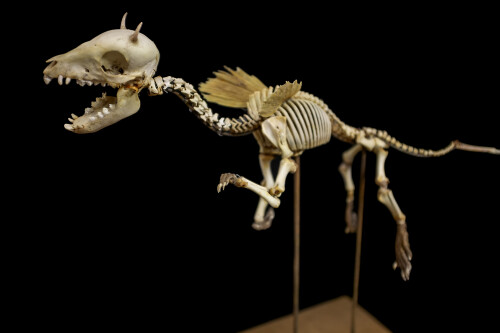 Squelette de chimère-2006-Paris, Muséum national d’Histoire naturelle © MNHN-JCDomenech-jpg